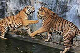 Tiger Zoo Si Racha IMG_1345.JPG